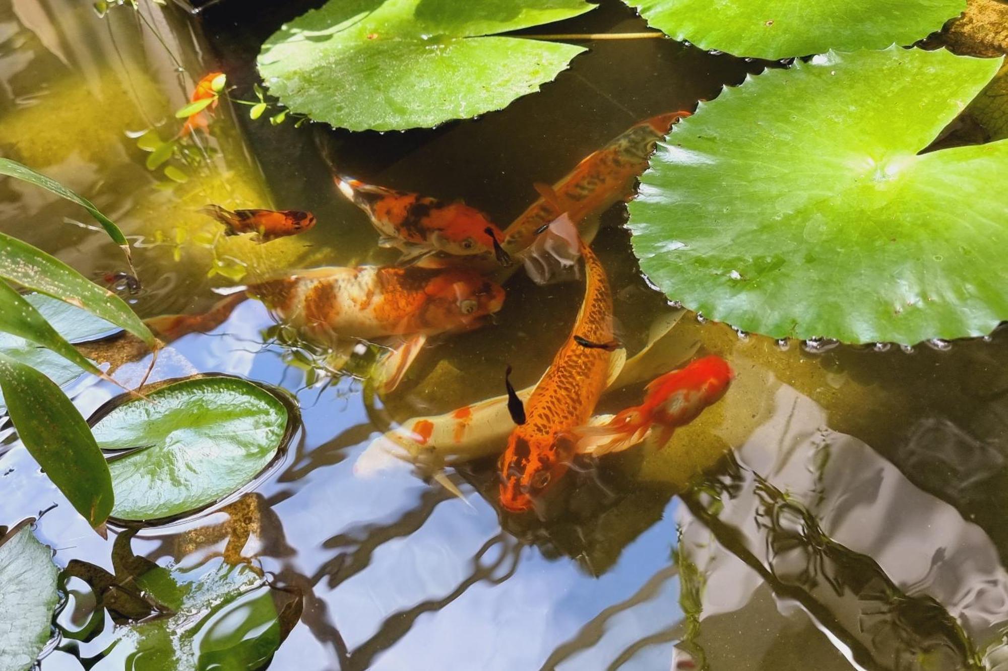 Vid Angkor Boutique Hotell Siem Reap Eksteriør bilde